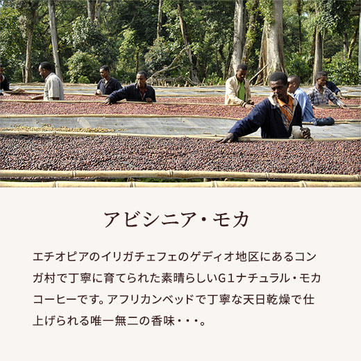 アビシニア・モカ　説明サブ