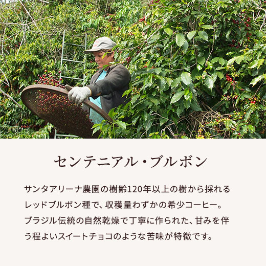 センテニアル・ブルボン　説明サブ