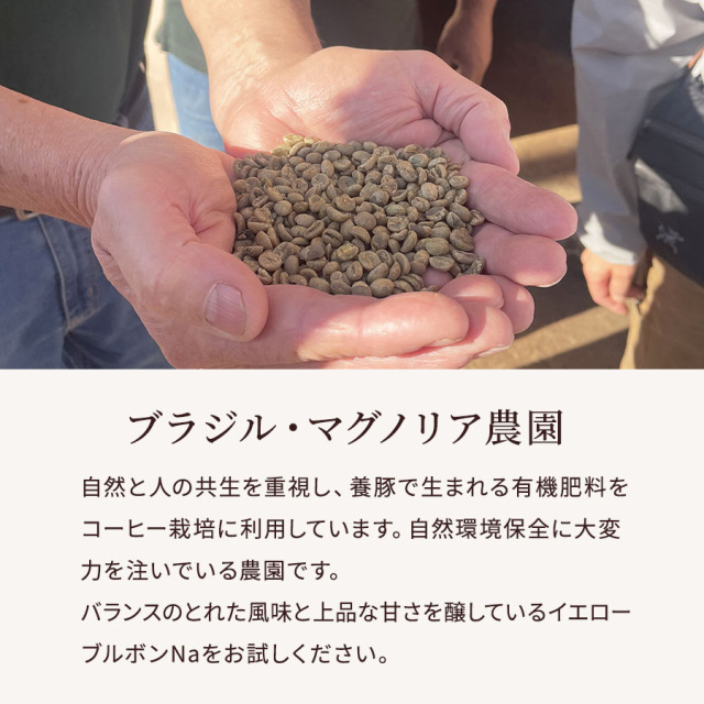 マグノリア　　サブ
