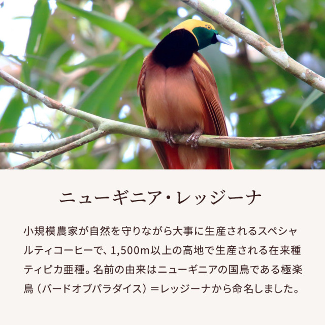 レッジーナ　サブ