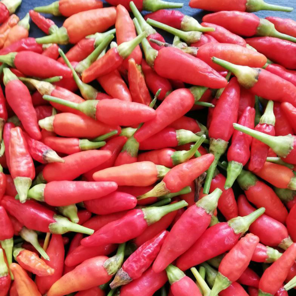 島唐辛子 沖縄 香辛料 調味料 薬味 スパイス 辛い 業務用 大家族 沖縄県産 島唐辛子 赤 4kg（1kg×4パック） 業務用 冷凍