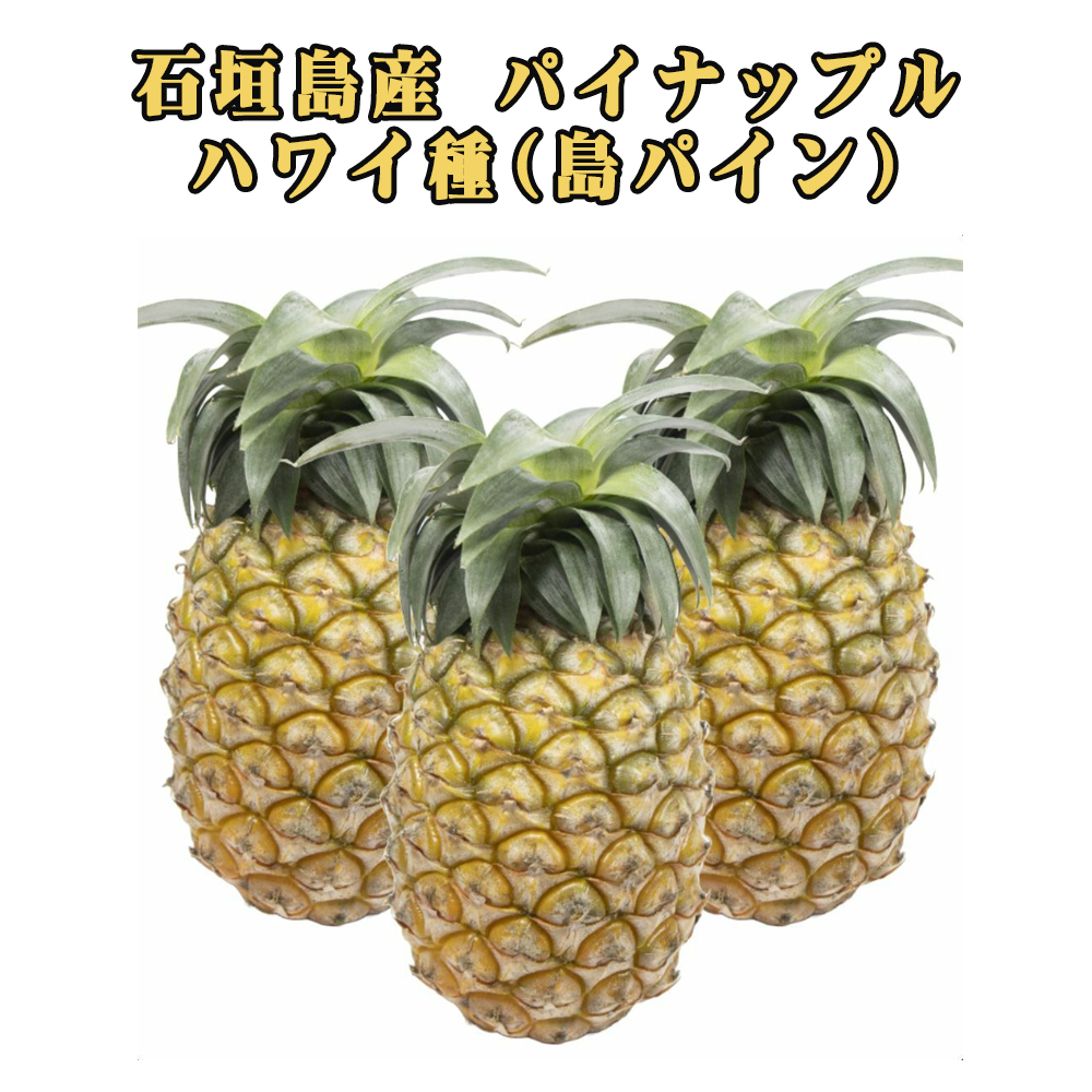 予約販売 6月中旬発送予定 パイナップル ハワイ種 島パイン フルーツ 果物 南国 ギフト 父の日 沖縄県産 石垣島産 パイナップル ジュワリーパイン パイン農家直送