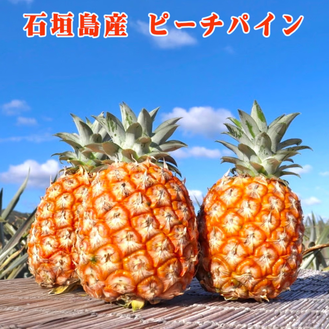 予約販売 4月上旬発送予定 パイナップル フルーツ 果物 南国 ギフト 母の日 沖縄県産 石垣島産 ピーチパイン 3玉/6玉 パイン農家直送