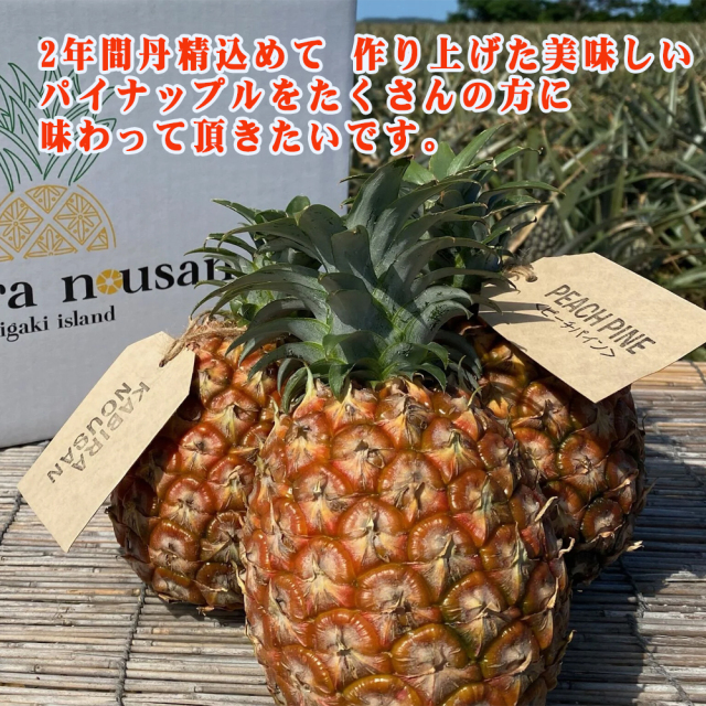パイナップル フルーツ 果物 南国 ギフト 母の日 沖縄県産 石垣島産