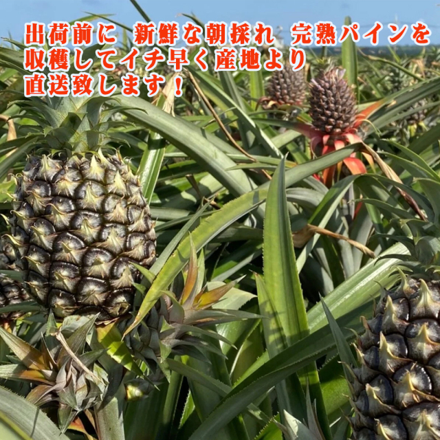 パイナップル フルーツ 果物 南国 ギフト 母の日 沖縄県産 石垣島産