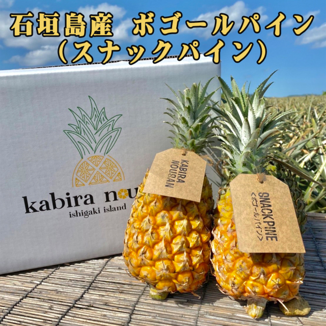 予約販売 4月上旬発送予定 パイナップル ボゴール種 フルーツ 果物 南国 ギフト 母の日 沖縄県産 石垣島産 スナックパイン 3玉/6玉 パイン農家直送