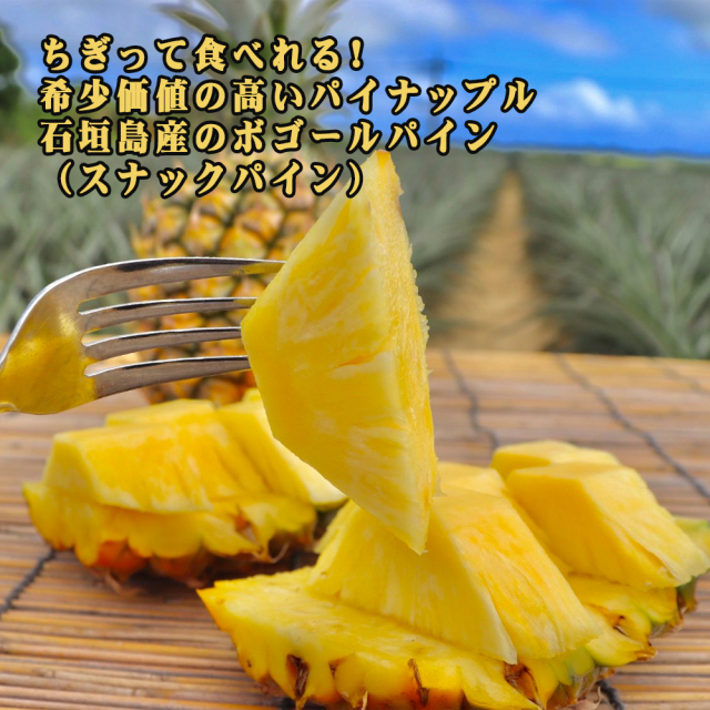 パイナップル ボゴール種 フルーツ 果物 南国 ギフト 母の日 沖縄県産