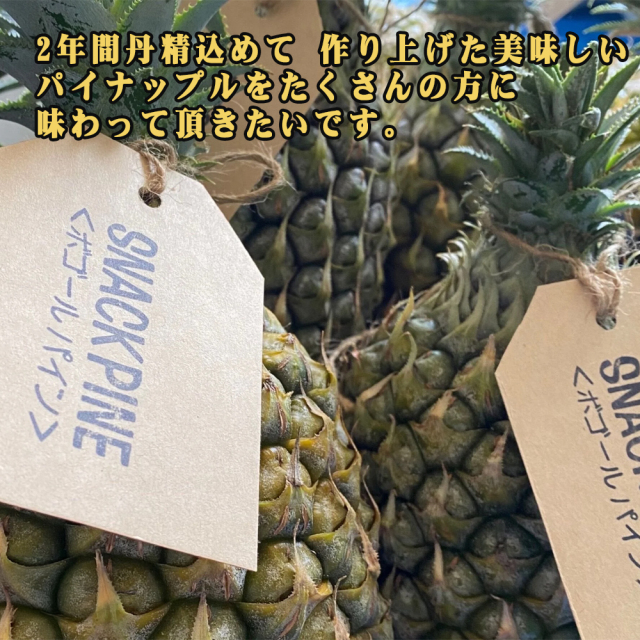 パイナップル ボゴール種 フルーツ 果物 南国 ギフト 母の日 沖縄県産