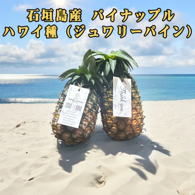 予約販売 6月中旬発送予定 パイナップル ハワイ種 フルーツ 果物 南国 ギフト 母の日 父の日 沖縄県産 石垣島産 パイナップル ジュワリーパイン 3玉/6玉 パイン農家直送