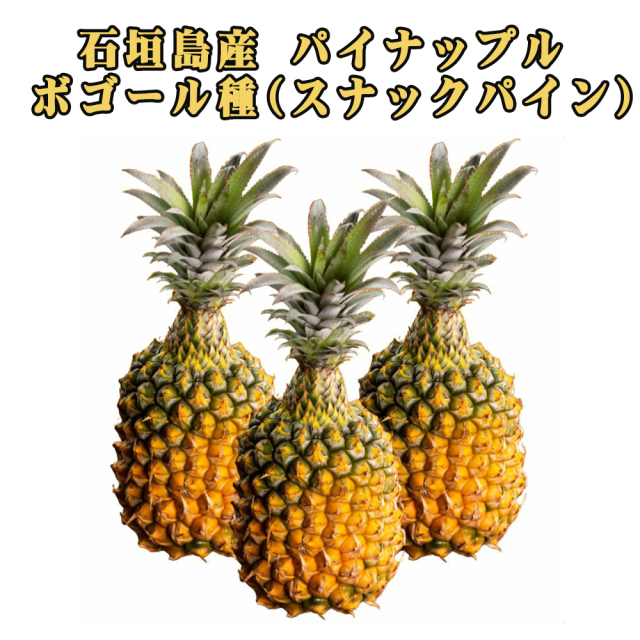 予約販売 4月中旬発送予定 パイナップル ボゴール種 フルーツ 果物 南国 ギフト 母の日 沖縄県産 石垣島産 スナックパイン パイン農家直送