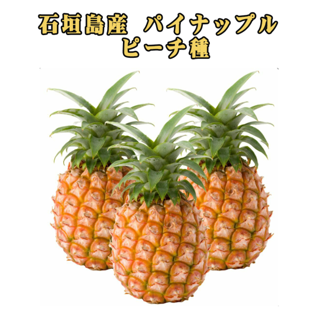 予約販売 4月中旬発送予定 パイナップル フルーツ 果物 南国 ギフト 母の日 沖縄県産 石垣島産 ピーチパイン パイン農家直送