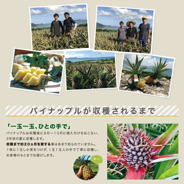 予約販売 6月中旬発送予定 パイナップル ハワイ種 フルーツ 果物 南国