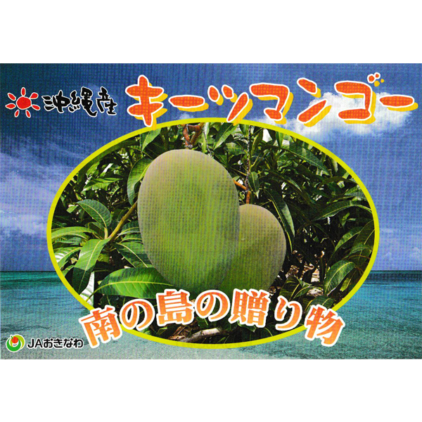マンゴー 沖縄 お土産 果物 フルーツ 贈答用 沖縄県産 完熟