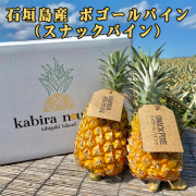 パイナップル ボゴール種 フルーツ 果物 南国 ギフト 母の日 沖縄県産 石垣島産 スナックパイン 3玉/6玉 パイン農家直送 期間限定