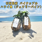 予約販売 6月中旬発送予定 パイナップル ハワイ種 フルーツ 果物 南国 ギフト 母の日 父の日 沖縄県産 石垣島産 パイナップル ジュワリーパイン 3玉/6玉 パイン農家直送