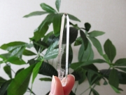 コロンビア産 レムリアンシードクリスタル タピアス 水晶 原石