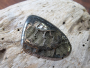 アンモナイト パイライト ルース ロシア産 天然石専門店