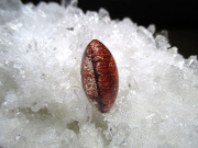 レピドクロサイトinクォーツ（ファイアークォーツ） ブレスレット