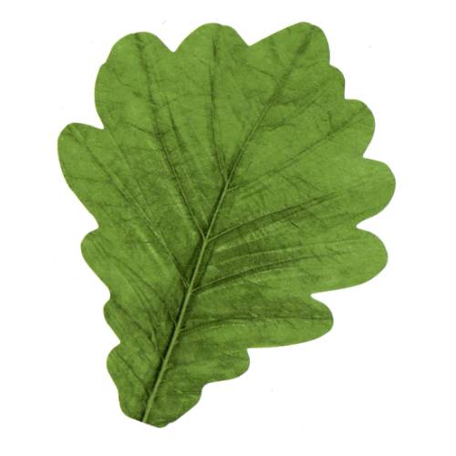 紙柏　バラン　【ネコポス可】