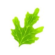 人工葉　菊　バラン　【ネコポス可】