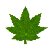 人工葉　紅葉 バラン　【ネコポス可】/H-009/紅葉（緑）