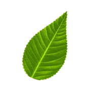 人工葉　桜葉 バラン 　人工桜葉　【ネコポス可】/H-001/桜（濃）