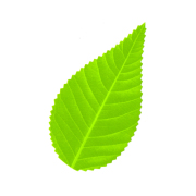 人工葉　桜葉 バラン 　人工桜葉　【ネコポス可】/H-002/桜（淡）　