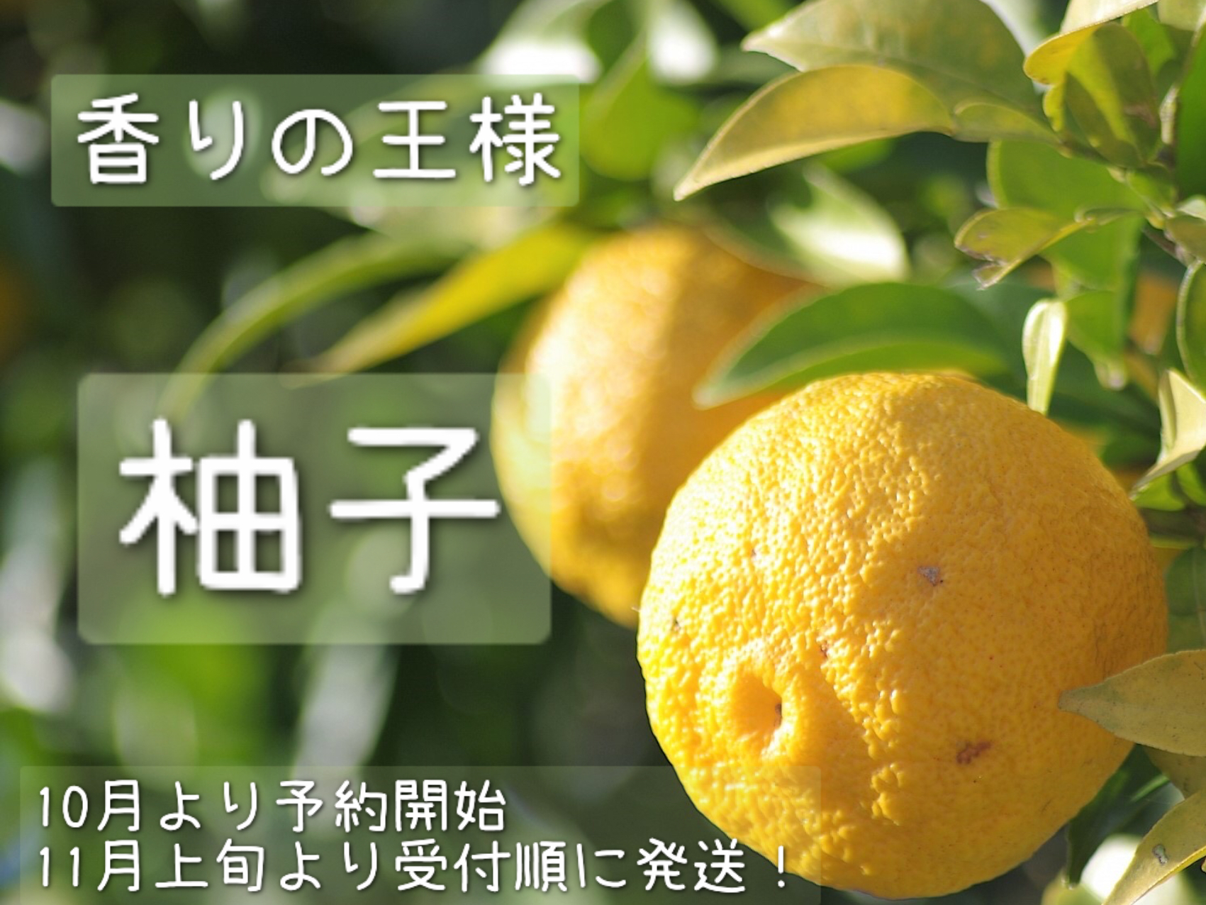くもん農園【ゆず専門販売】