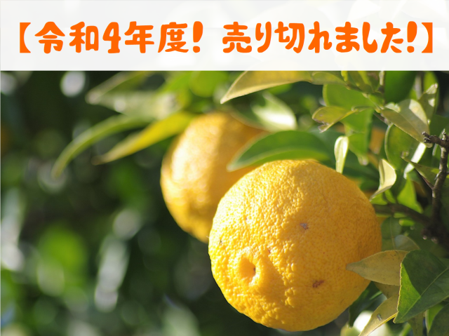 柚子 販売ページ