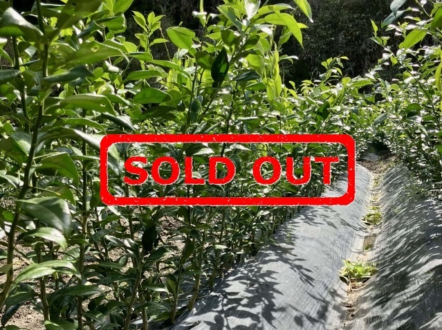 柚子苗木　品種「公文系1号」1年生