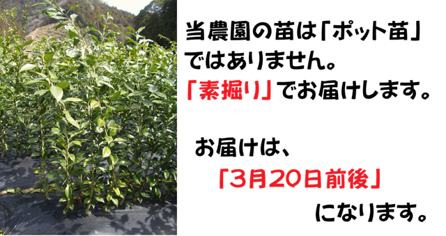 柚子苗木 くもん農園