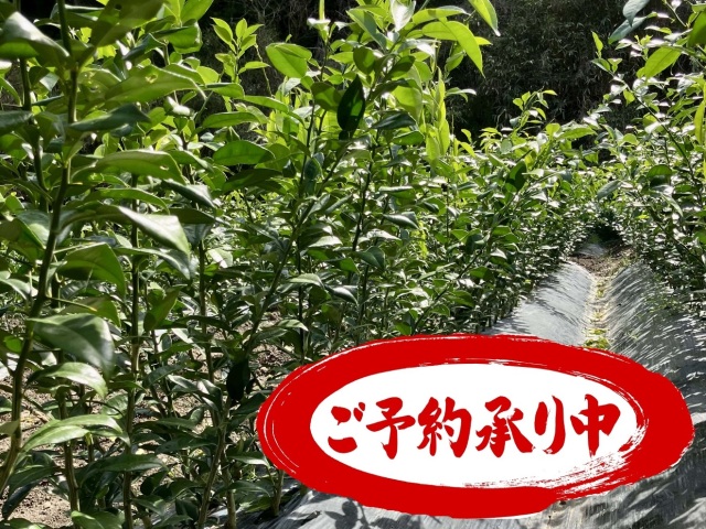柚子苗木 くもん農園