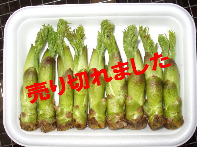 タラの芽Ｌ