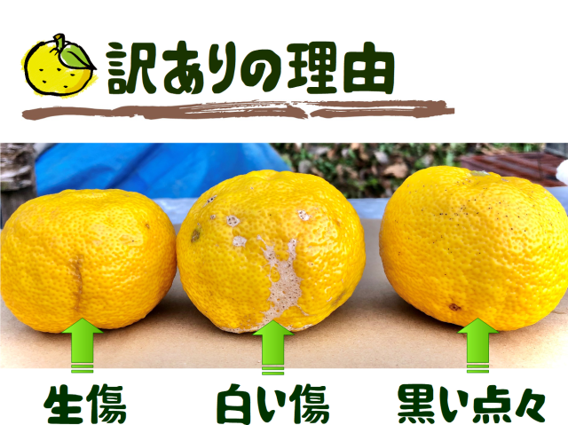 ねこのしっぽ　⭐︎特価⭐︎産地直送　無農薬　本柚子　100サイズ箱詰め 柚子(ゆず)通販ページ 【ゆず専門SHOP】