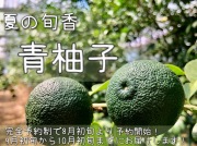 青柚子の通販 ゆず専門販売 青柚子の通販 ゆず専門販売