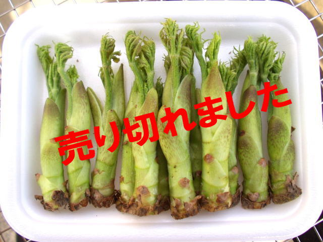 タラの芽Ｍ