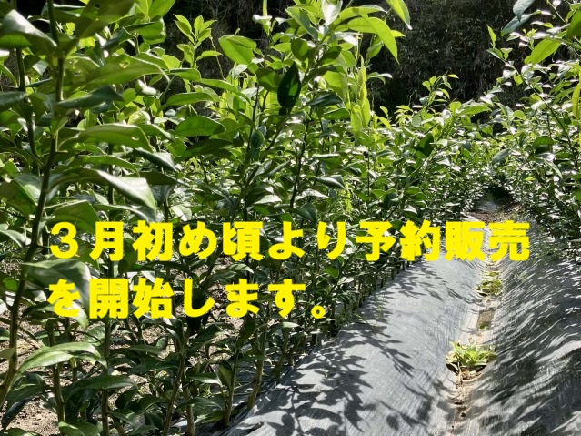 柚子苗木　品種「公文系1号」