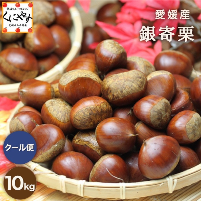「銀寄栗 10kg」＼秋の味覚 栗の王様！渋皮煮にオススメ／【送料無料】【ギフト】【産地直送】【厳選品】【クール・冷蔵便】★愛媛産★銀寄栗 10キロ M～3Lサイズ 国産 生栗