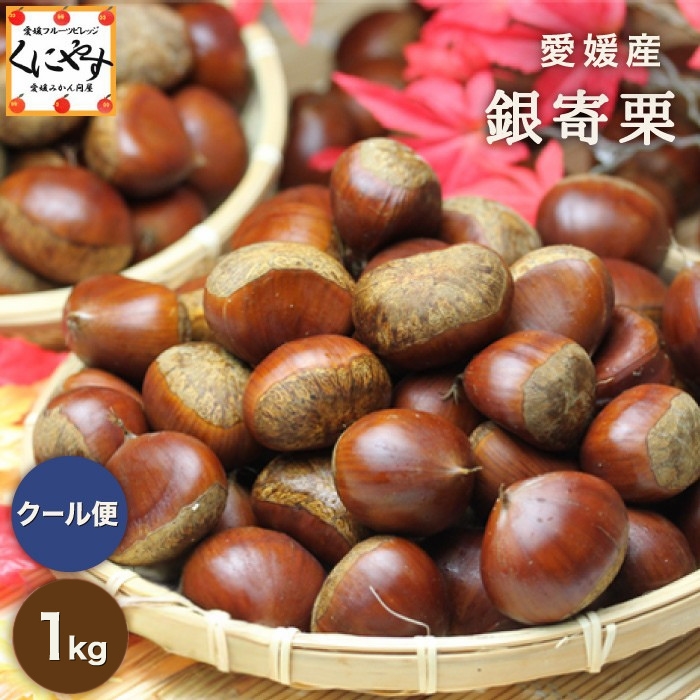 「銀寄栗 1kg」＼秋の味覚 栗の王様！渋皮煮にオススメ／【送料無料】【ギフト】【産地直送】【厳選品】【クール・冷蔵便】★愛媛産★銀寄栗 1キロ M～3Lサイズ 国産 生栗