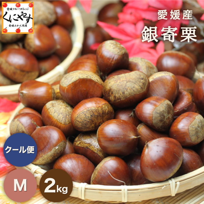 「銀寄栗 2kg」【送料無料】【ギフト】【産地直送】【厳選品】【クール・冷蔵便】愛媛特産 銀寄栗 2キロ M～3Lサイズ