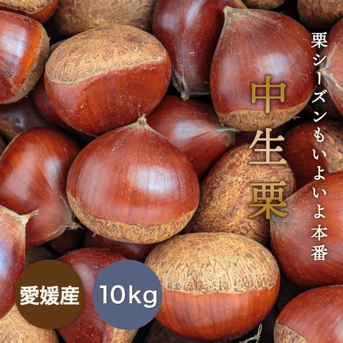 栗のシーズン本番！見た目・味ともに質の良い国産中生栗を生栗の状態で