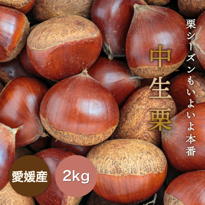 栗のシーズン本番！見た目・味ともに質の良い国産の中生栗を生栗