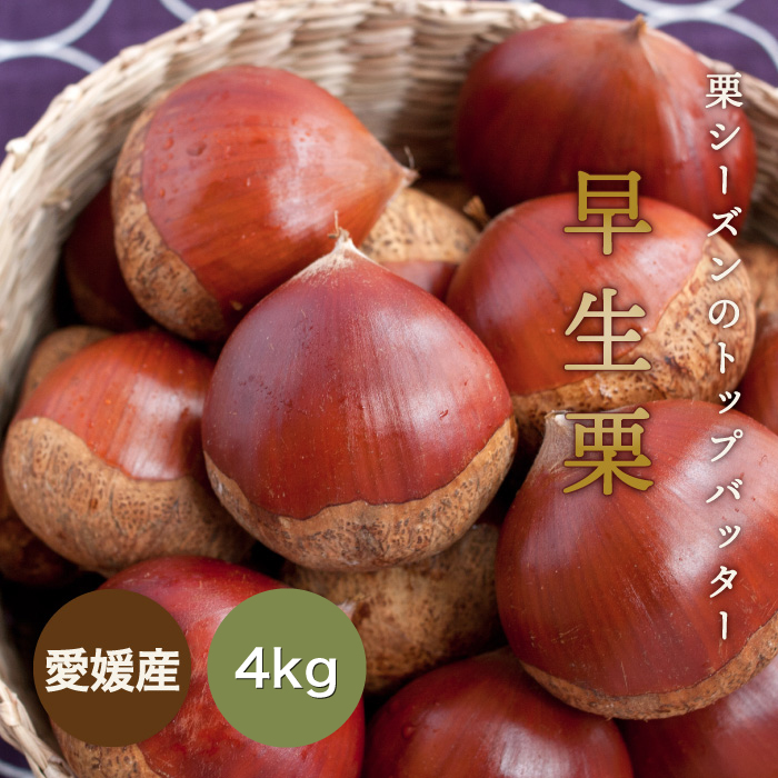 早生栗