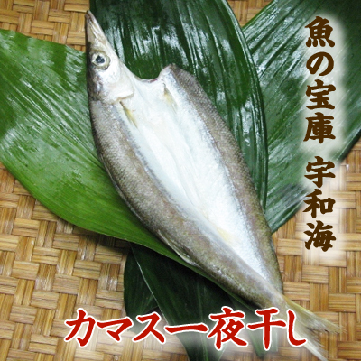 【送料別】【天然魚】宇和海朝獲れ鮮魚の一夜干しカマス1枚