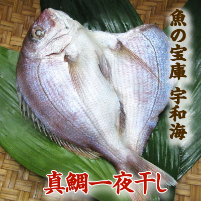 【送料別】【天然魚】宇和海朝獲れ鮮魚の一夜干し真鯛1枚