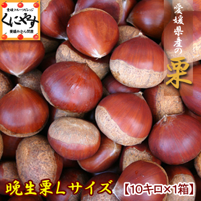 愛媛産晩生栗 Lサイズ10キロ (約430-550個入り)【厳選品】【送料無料】【クール便】