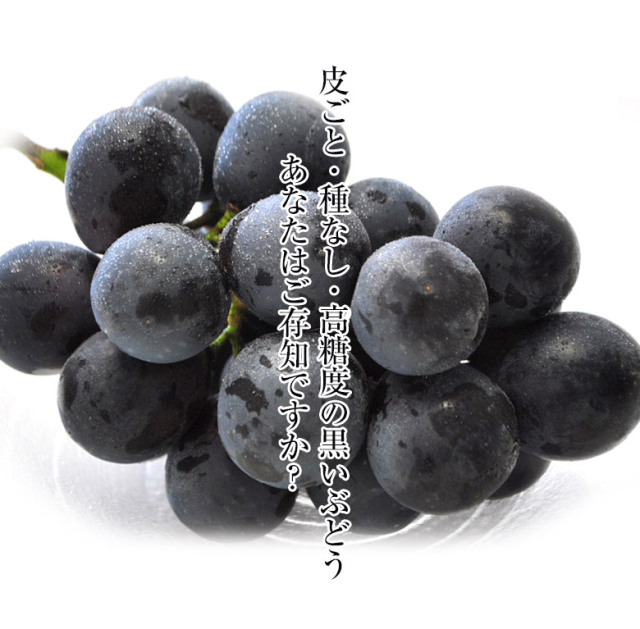 ナガノパープル