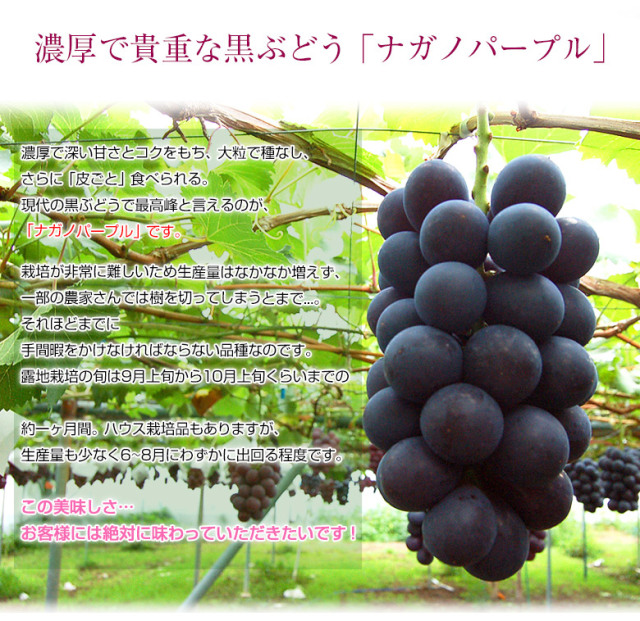 ナガノパープル