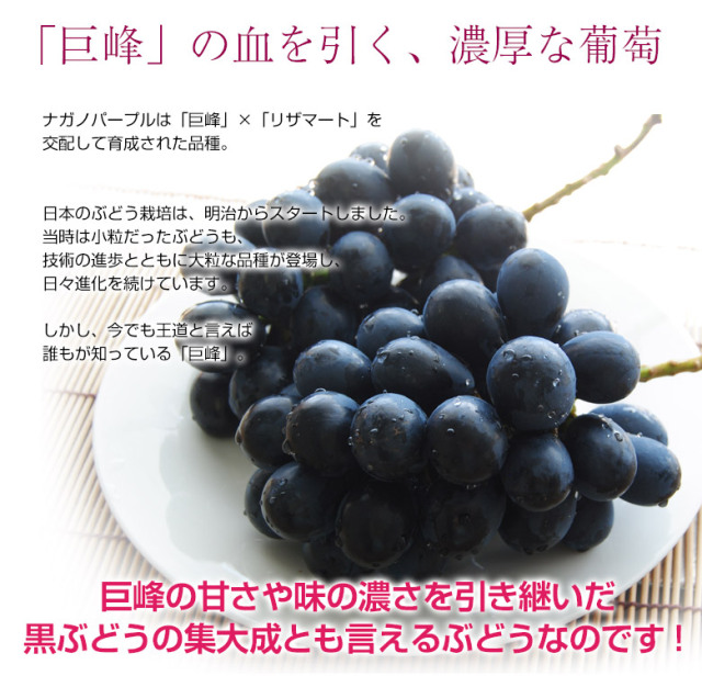 ナガノパープル4000g ナガノパープル 種無し葡萄 約1.5kg 2〜3房 長野県産 贈答規格