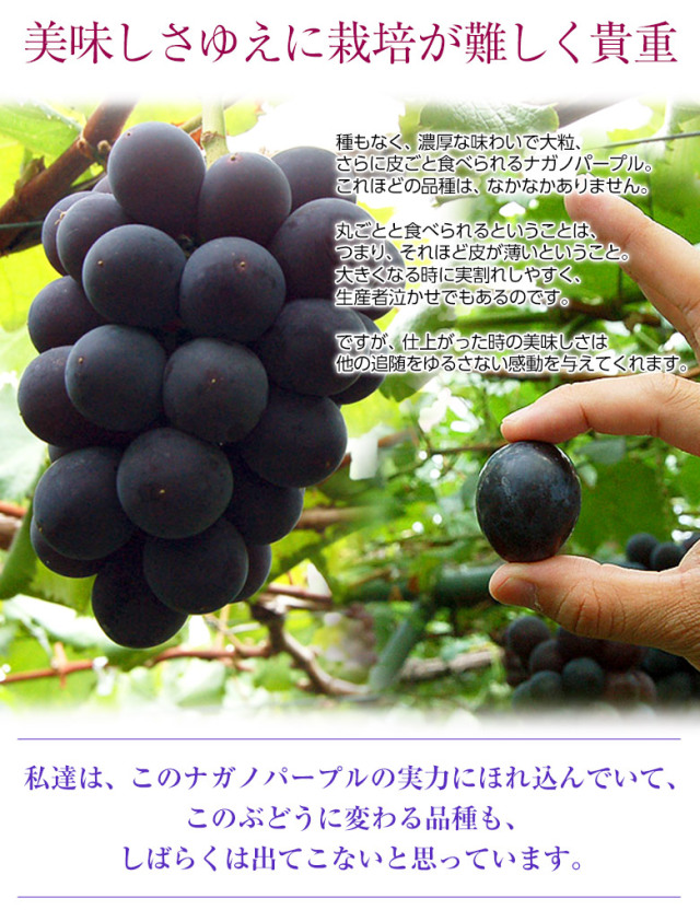 ナガノパープル 約4.8kg 8-11房 種なし 皮ごと ぶどう 長野県オリジナル品種「ナガノパープル」が期間限定で新発売